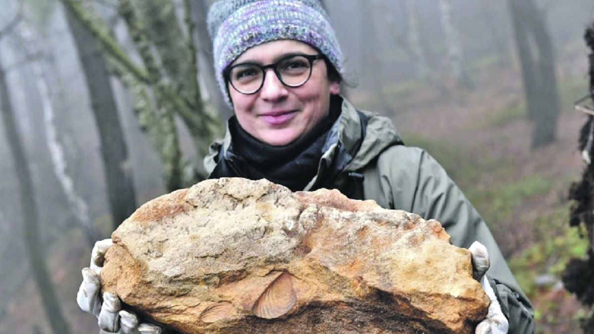 Vývrat stromu na Ústecku odhalil fosilie